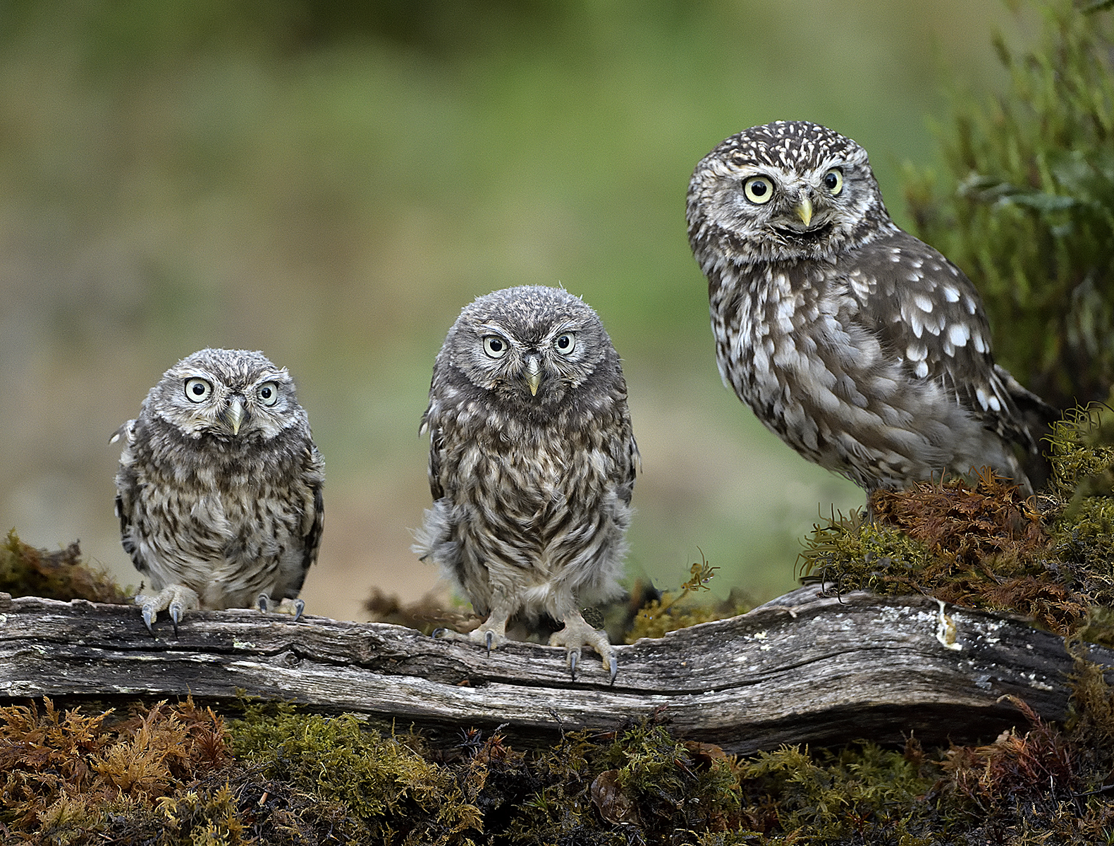 Little Owls, two young on left 6 weeks old. 