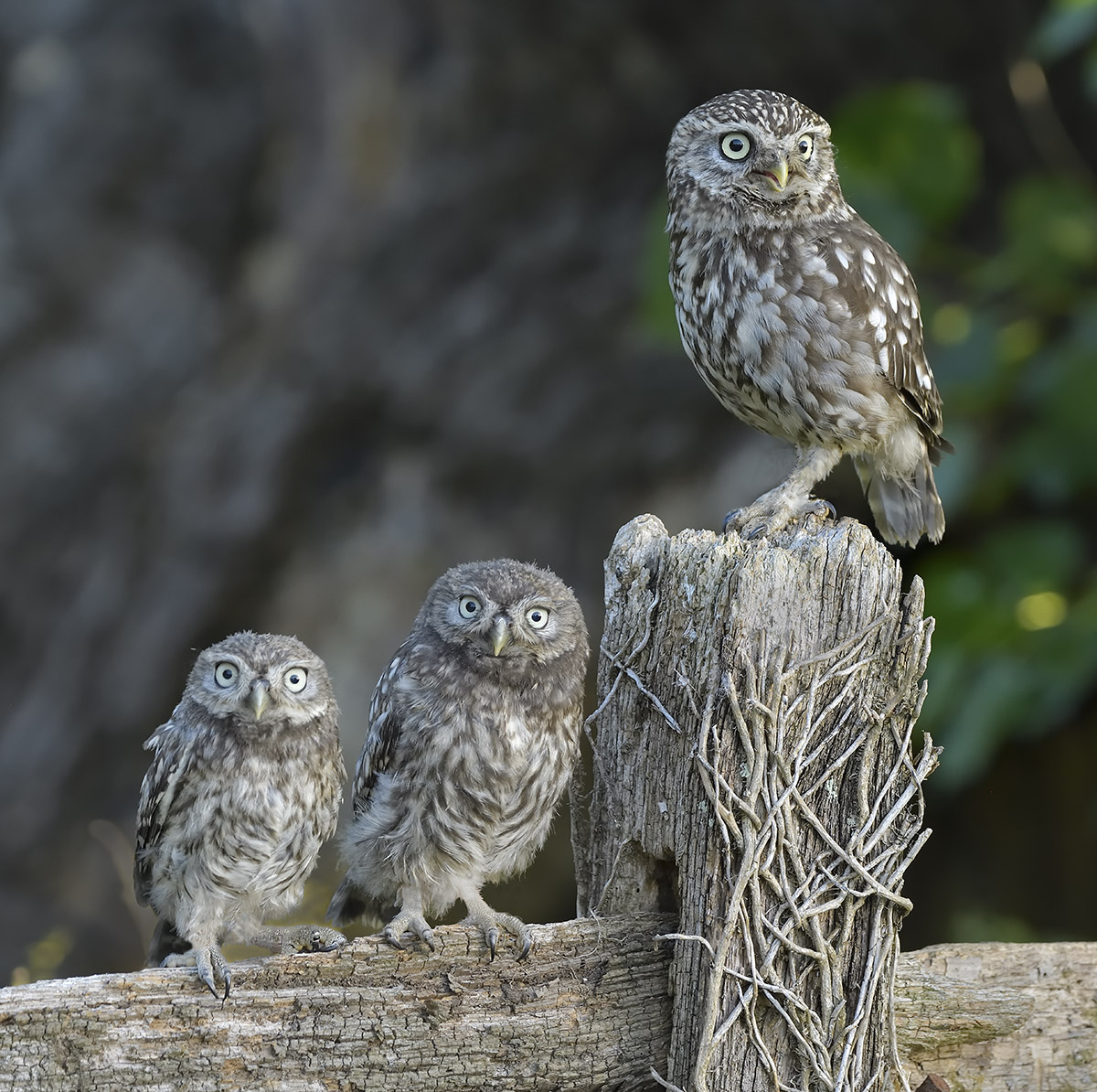 Little Owls 2 on left 4 weeks old! 