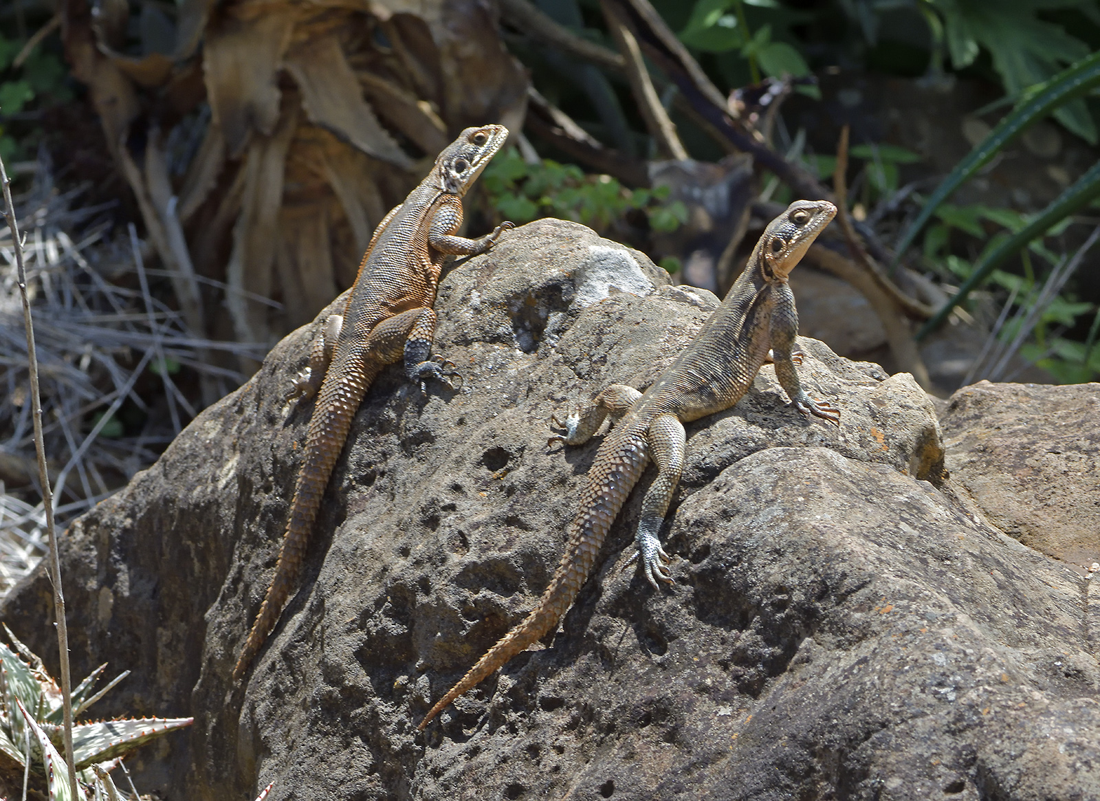 Lizards on watch for insects 