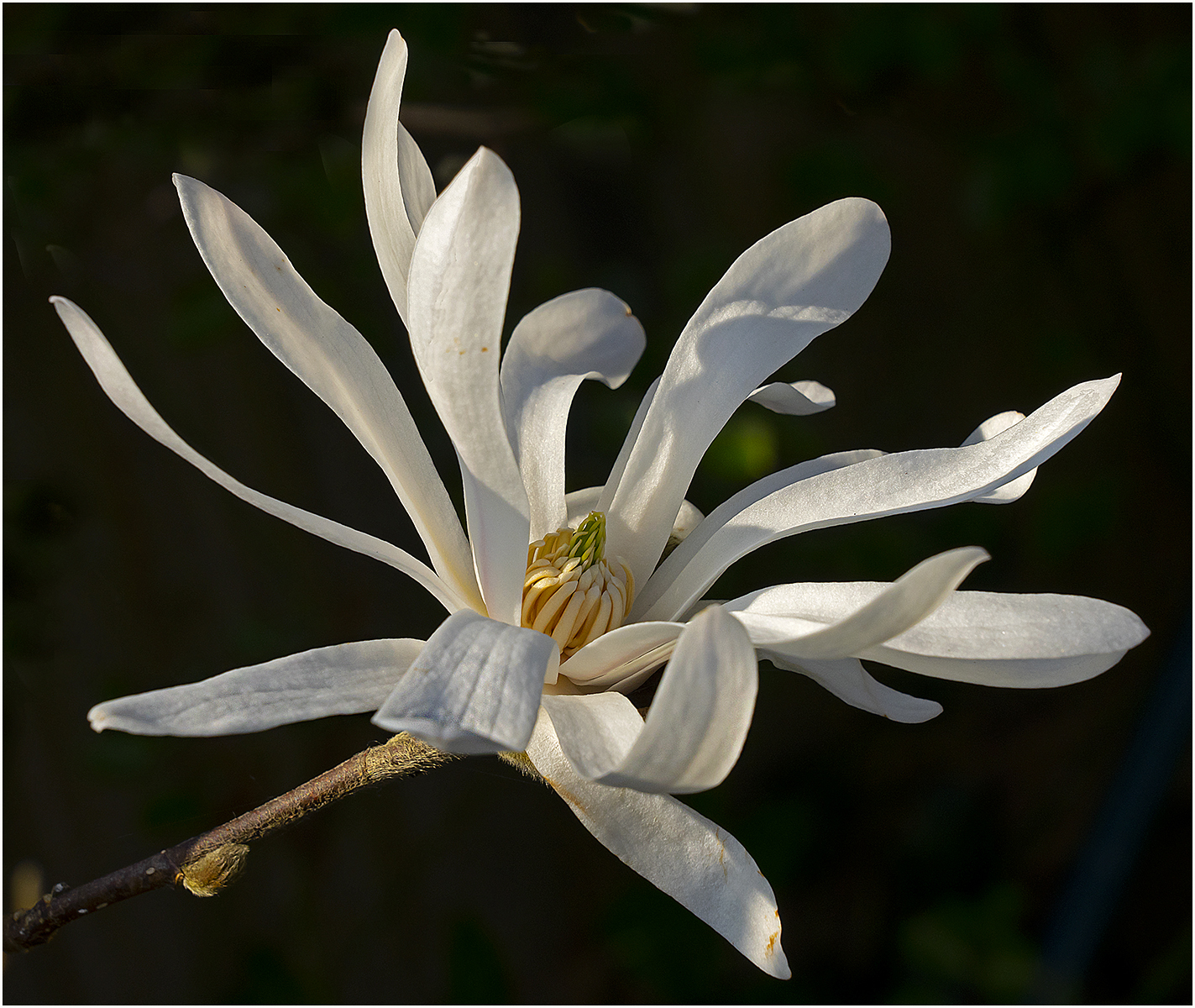 Magnolia Star 