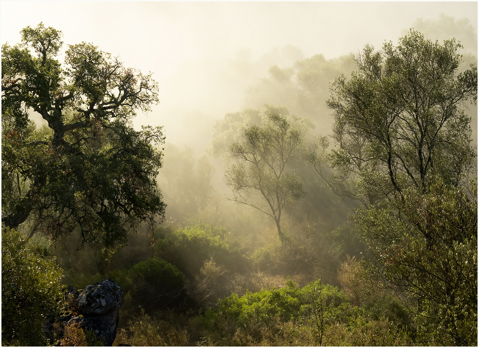 Dawn mist Spain 