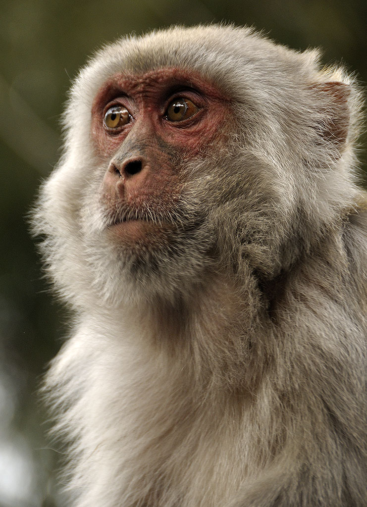 Monkey, Darjeeling India 