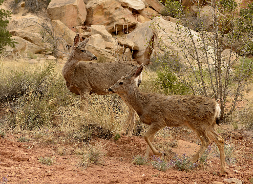 Mule Dear, Capital Reef Park, USA, Nikon D800 with 300mm lens. 