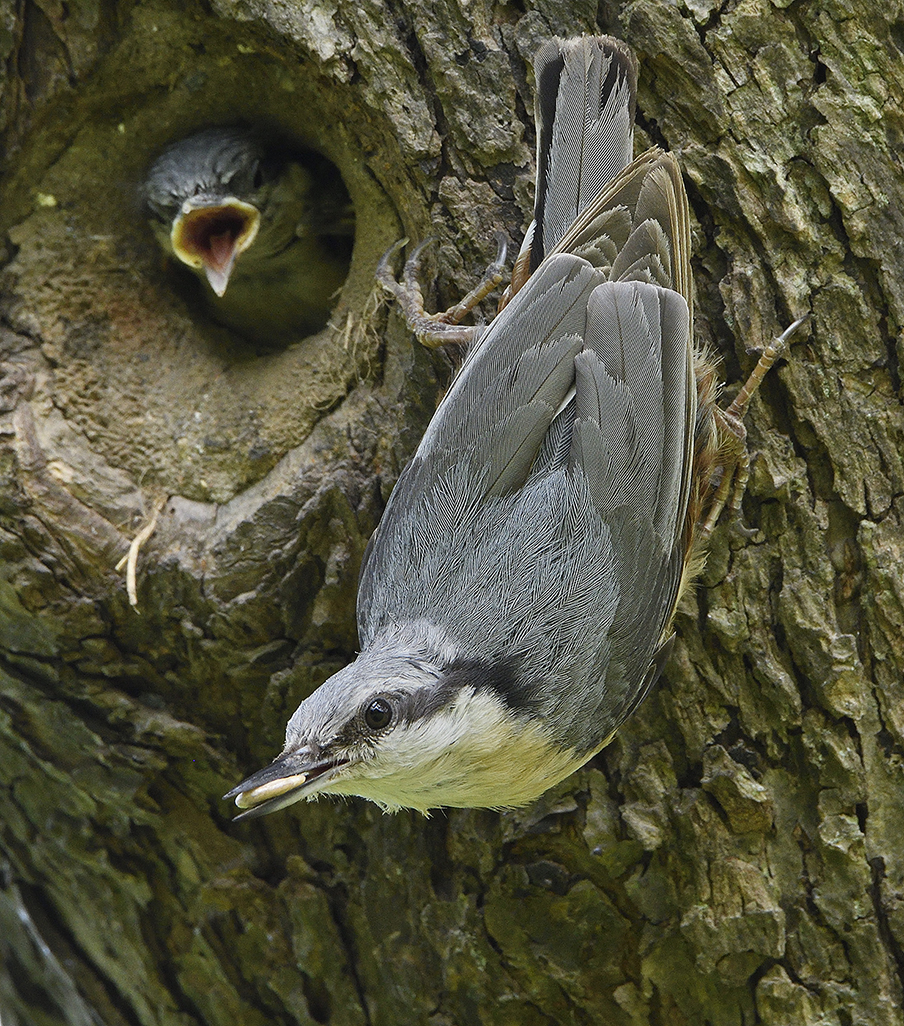 Nuthatch feeding young Spring 2016 