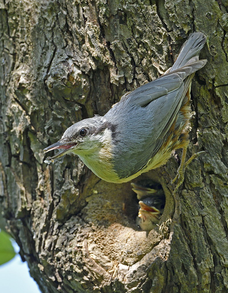 Nuthatch Spring 2016 Hampshire. 