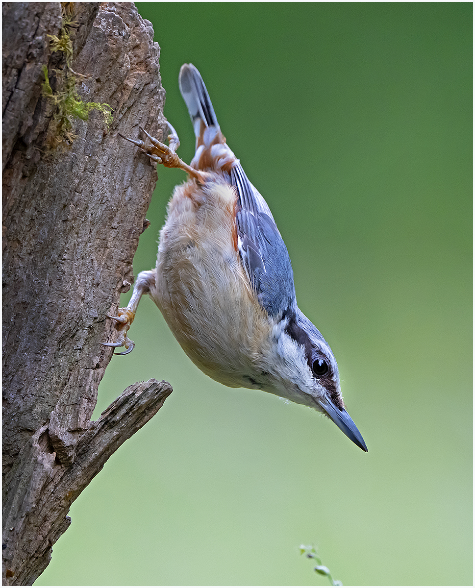 Nuthatch 