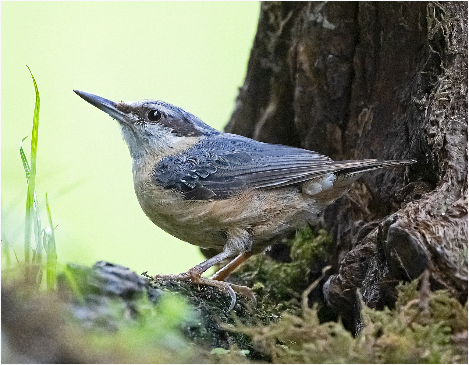 Nuthatch 