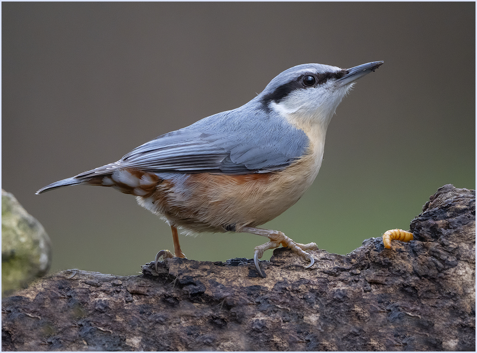 Nuthatch Sony A1 camera 600mm lens 