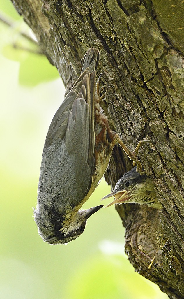 Nuthatch with young 