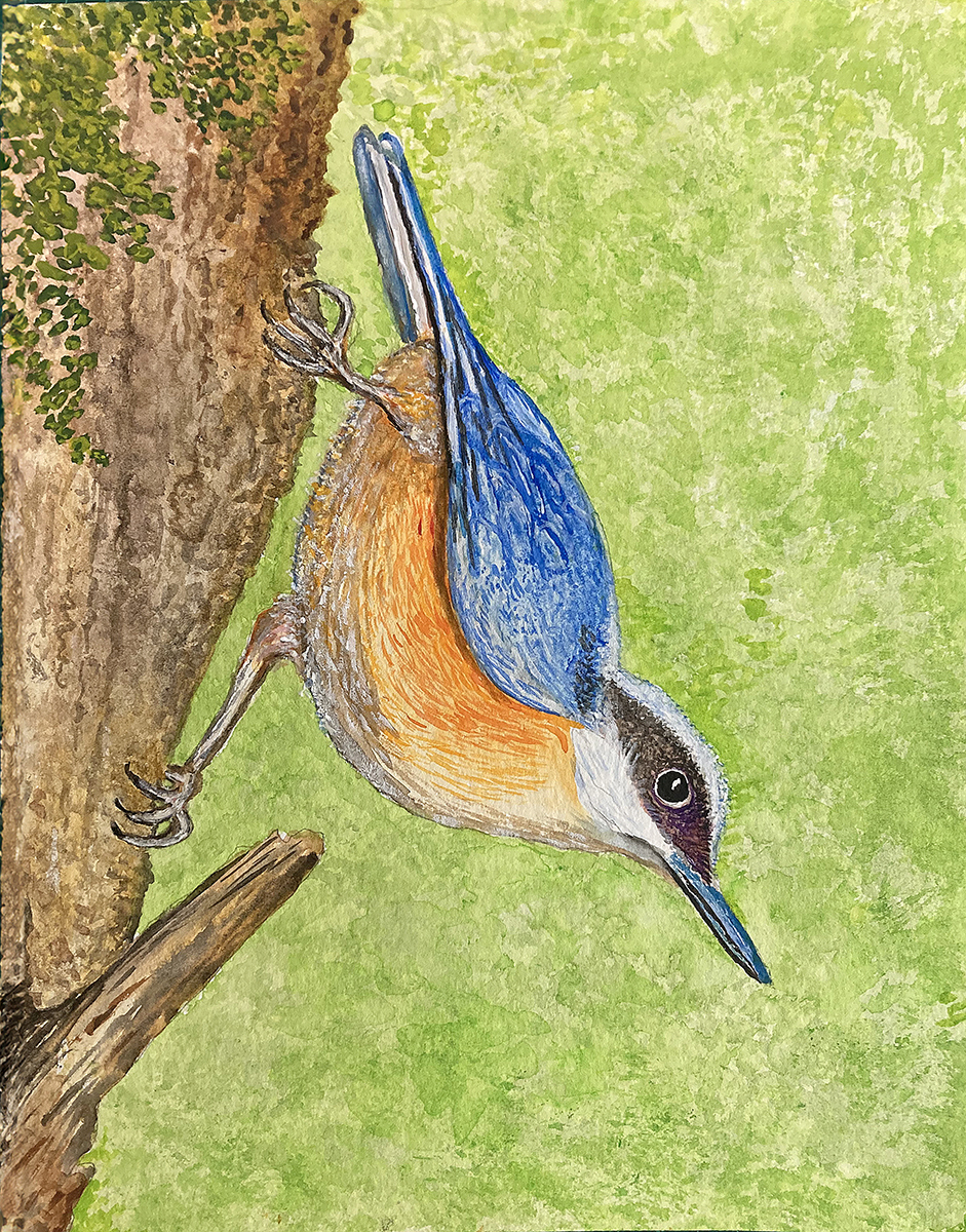 Nuthatch watercolour 