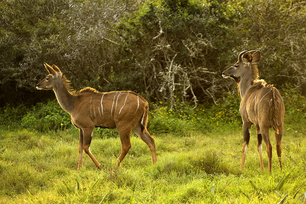 Nyals, S Africa, Nikon D3X and 300mm lens 