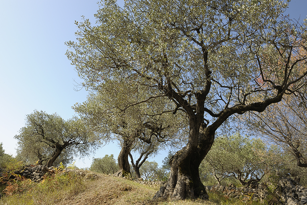 Olive Grove, S France 