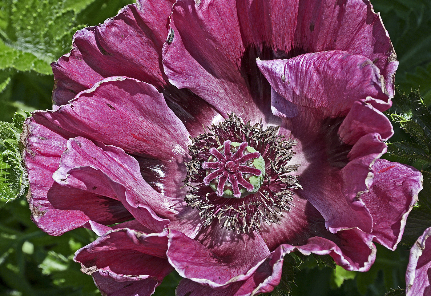 Poppy, Nikon D500 DSLR 