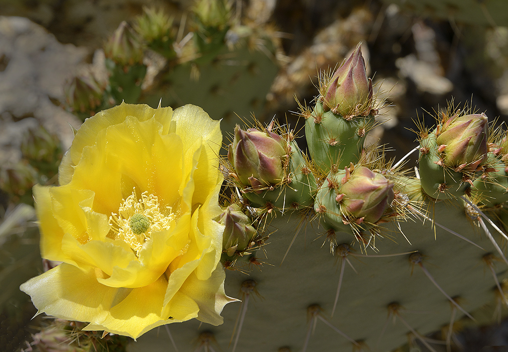 Prickley Pear Nikon D800 Arizona USA 