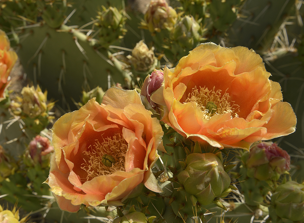 Prickley Pear Nikon D800 DSLR Arizona 