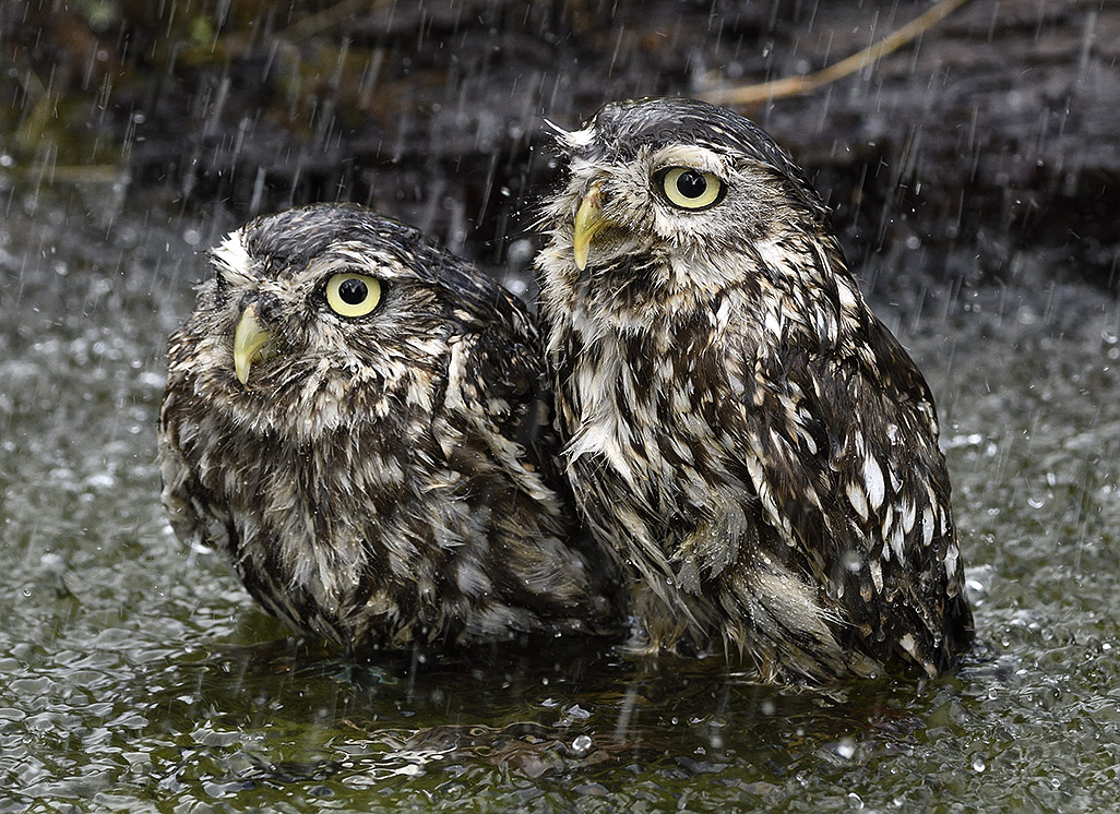 Little Owls in Rain 