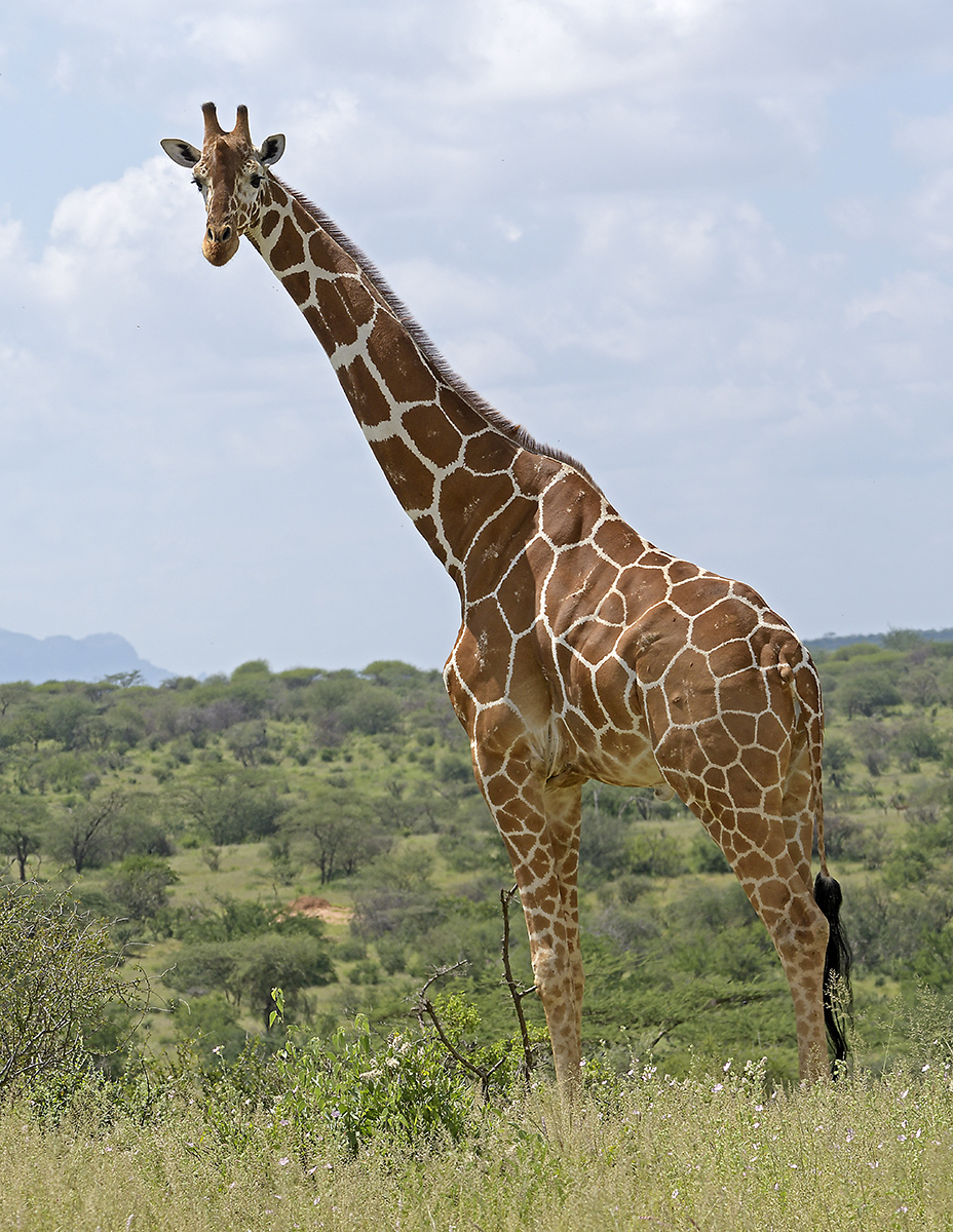 Reticulated Giraffe 