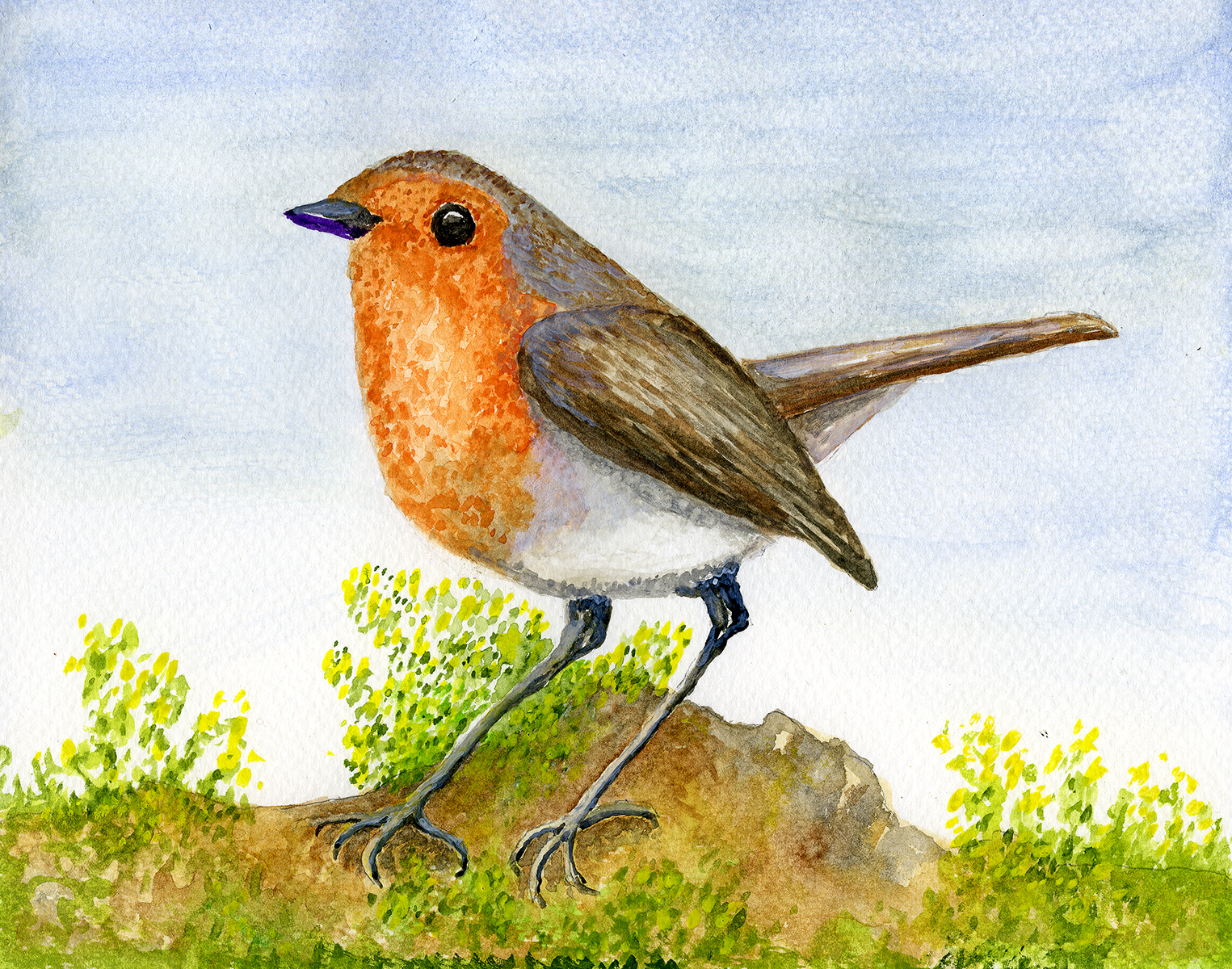 Robin watercolour Feb 2024 