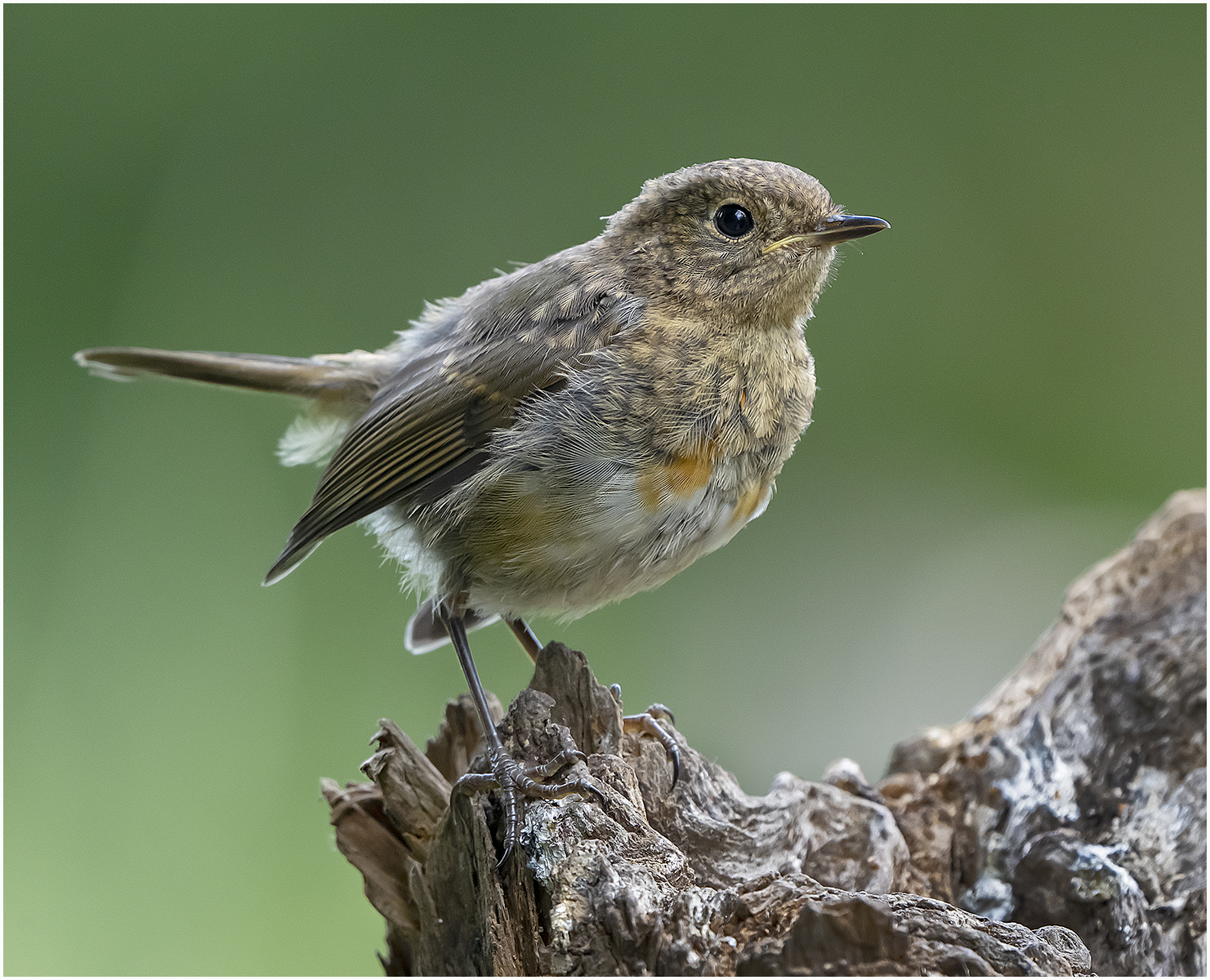 Young Robin 