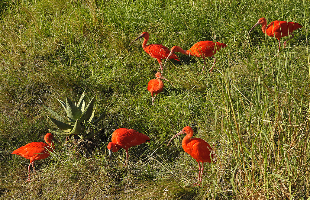 Scarlet Ibis, S Africa (Native S America) 