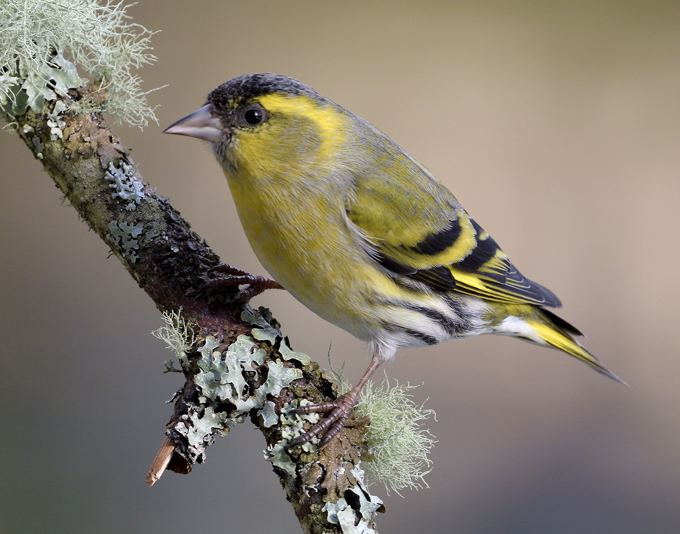 Male Siskin 