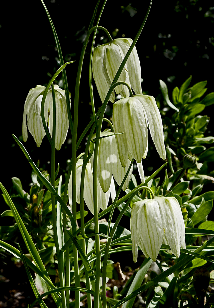 Snakes Head Fritillafia 