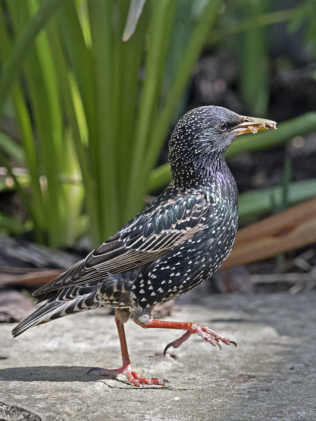 Starling 