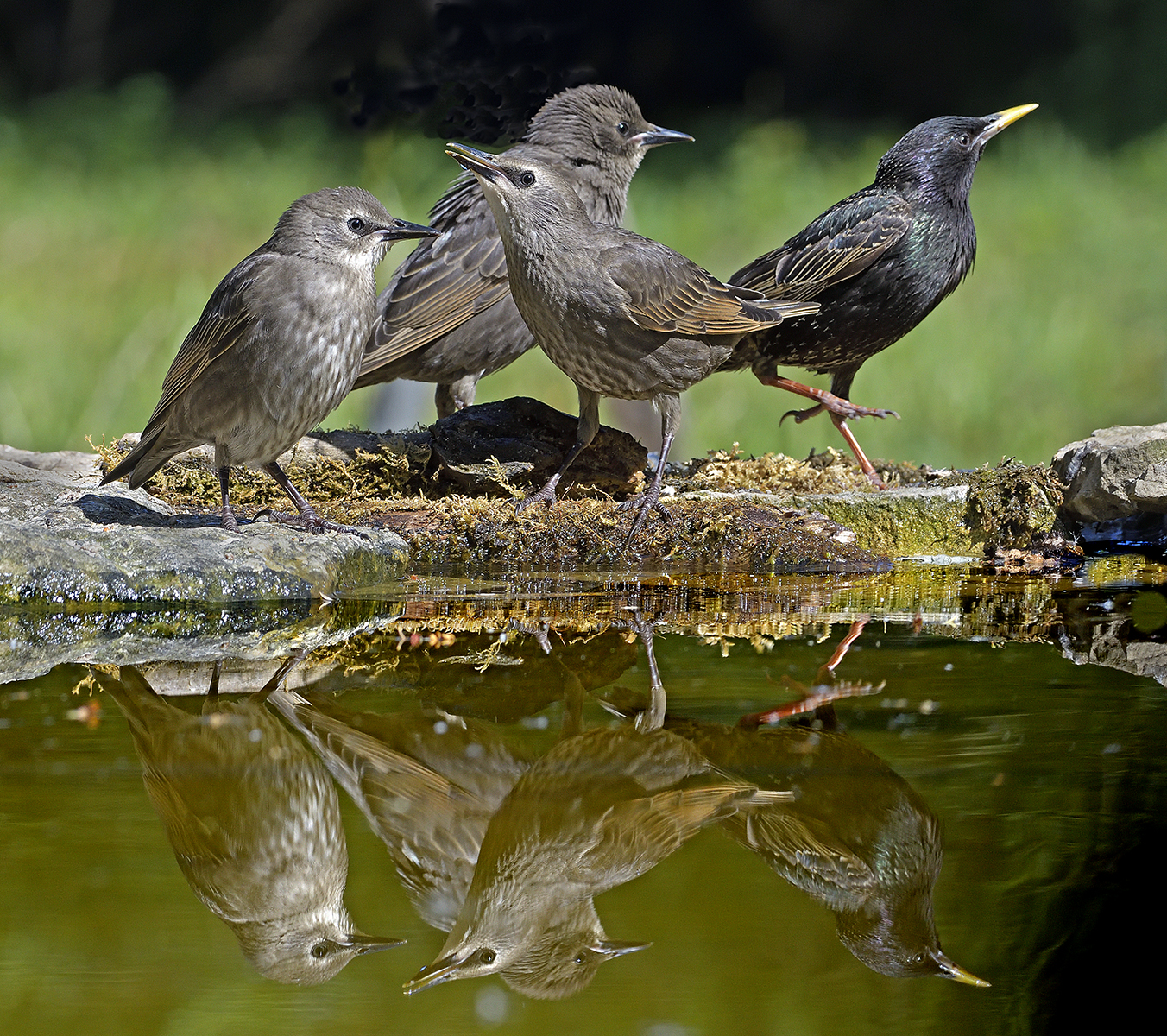 Starling Family 