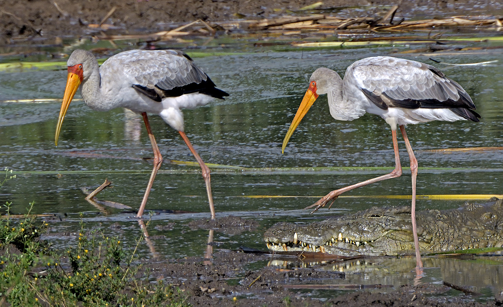 Yellow-Billed Storks not worried by Crock! 