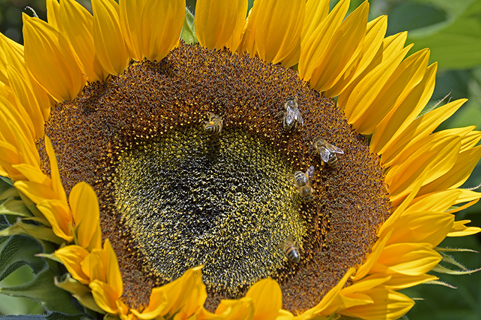 Sunflower in our garden Summer 2018 