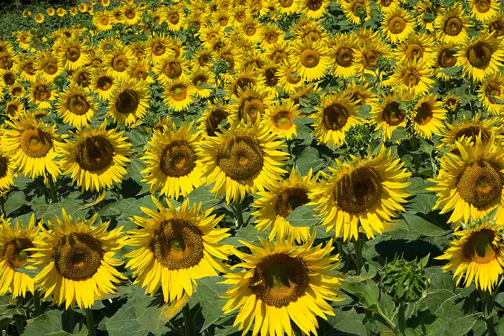 Sunflowers, Provence S France Nikon D800 DSLR 