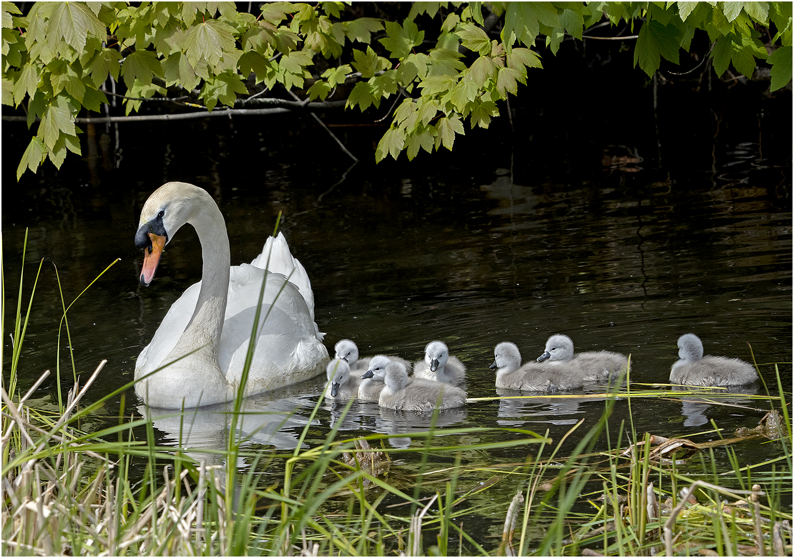 Swan Family Sony A1 with 600mm lens 