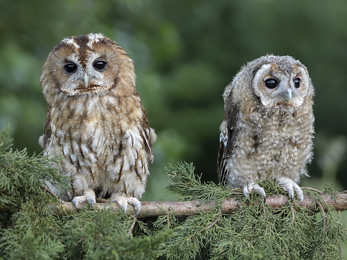 Tawny Owl with young 