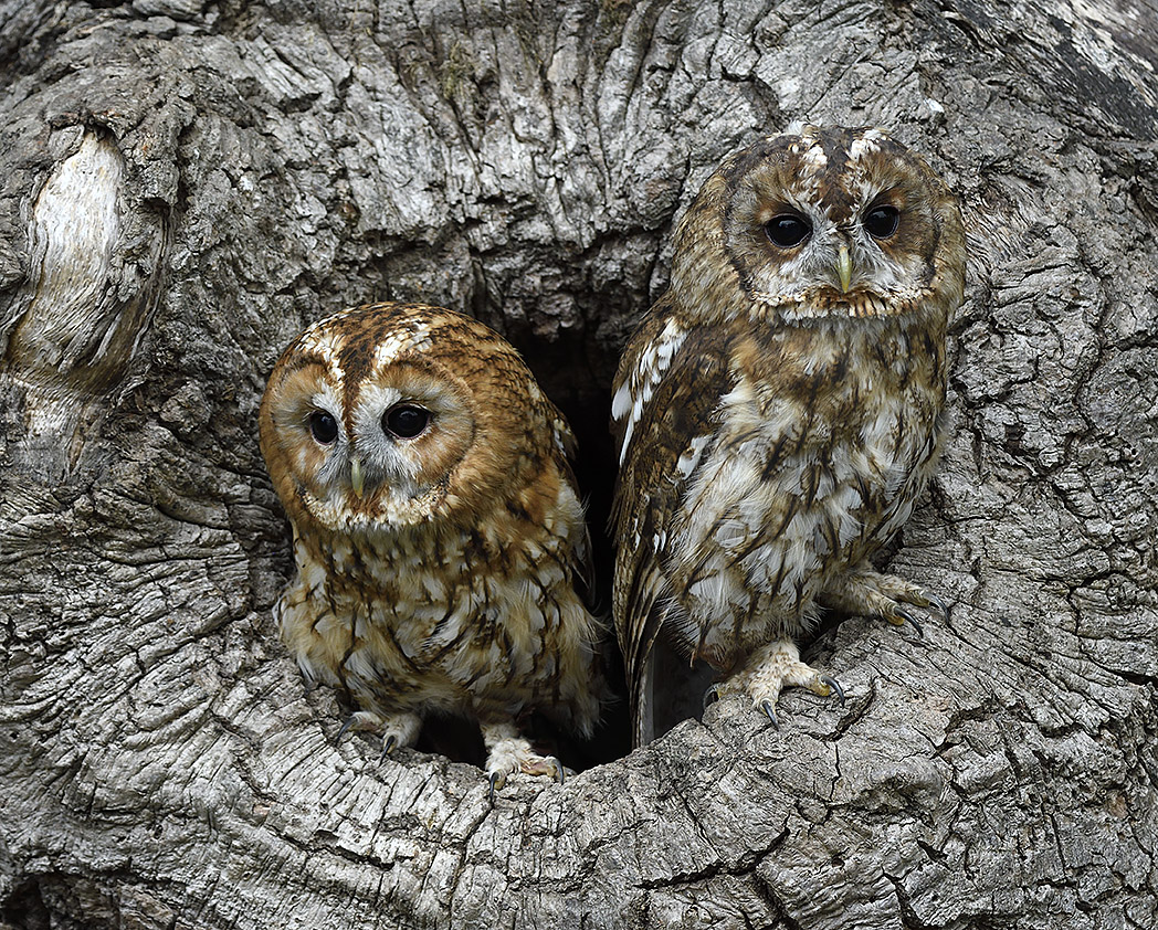 Tawney Owls 