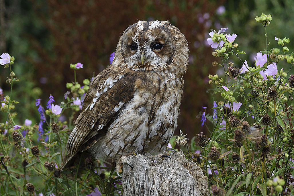 Tawney Owl July 2016 