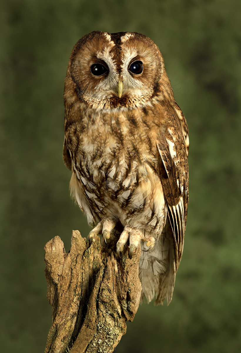 Tawney Owl 