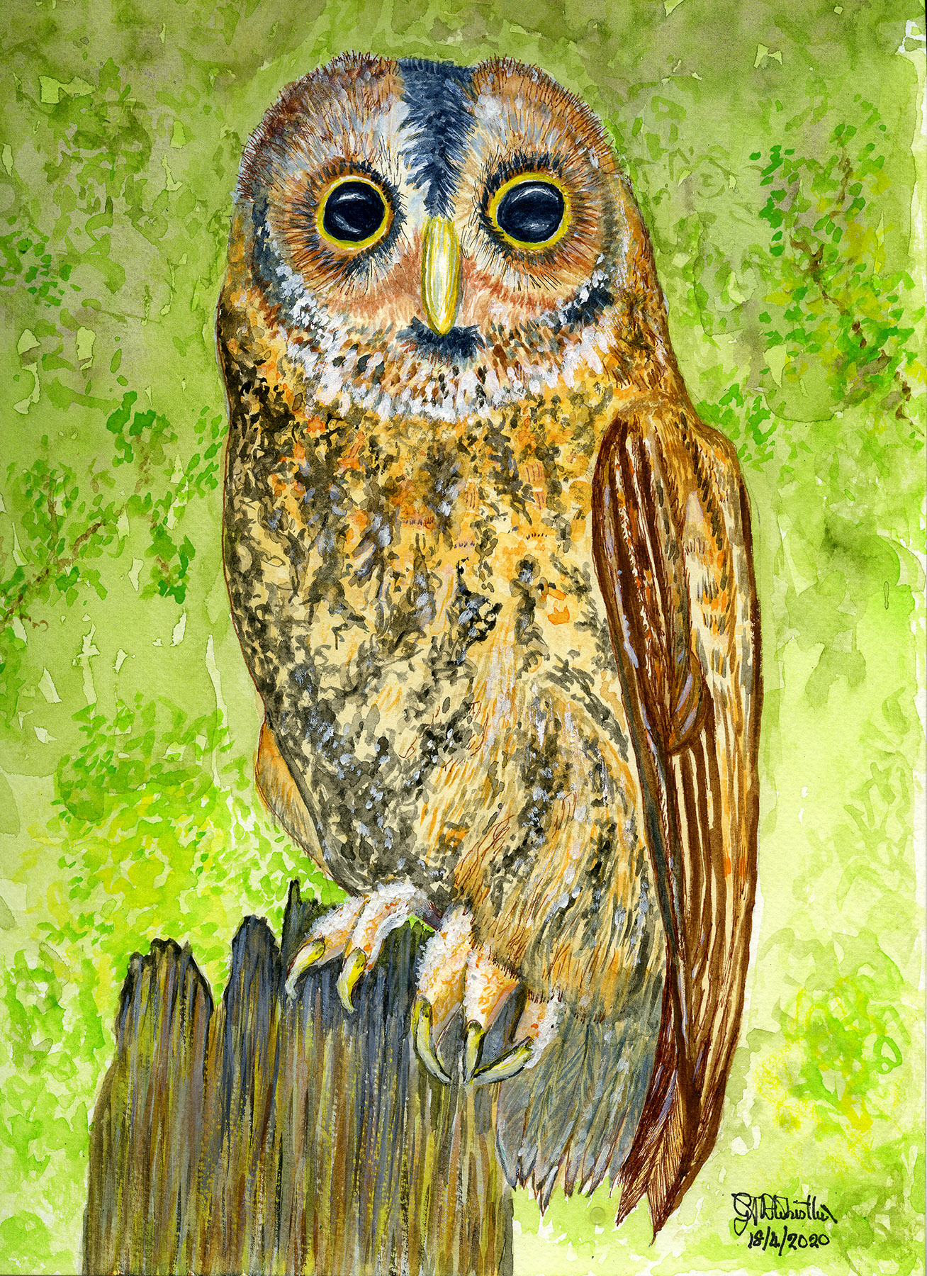 Tawny Owl April 2020 