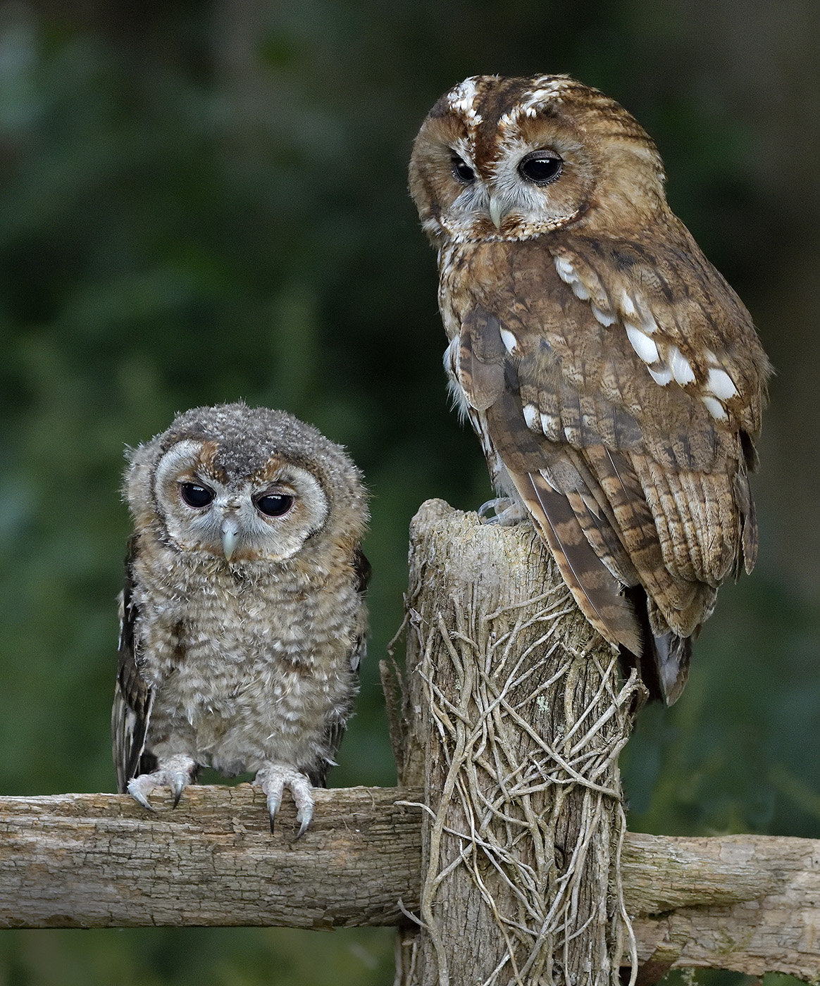 Tawny Owl with young. 