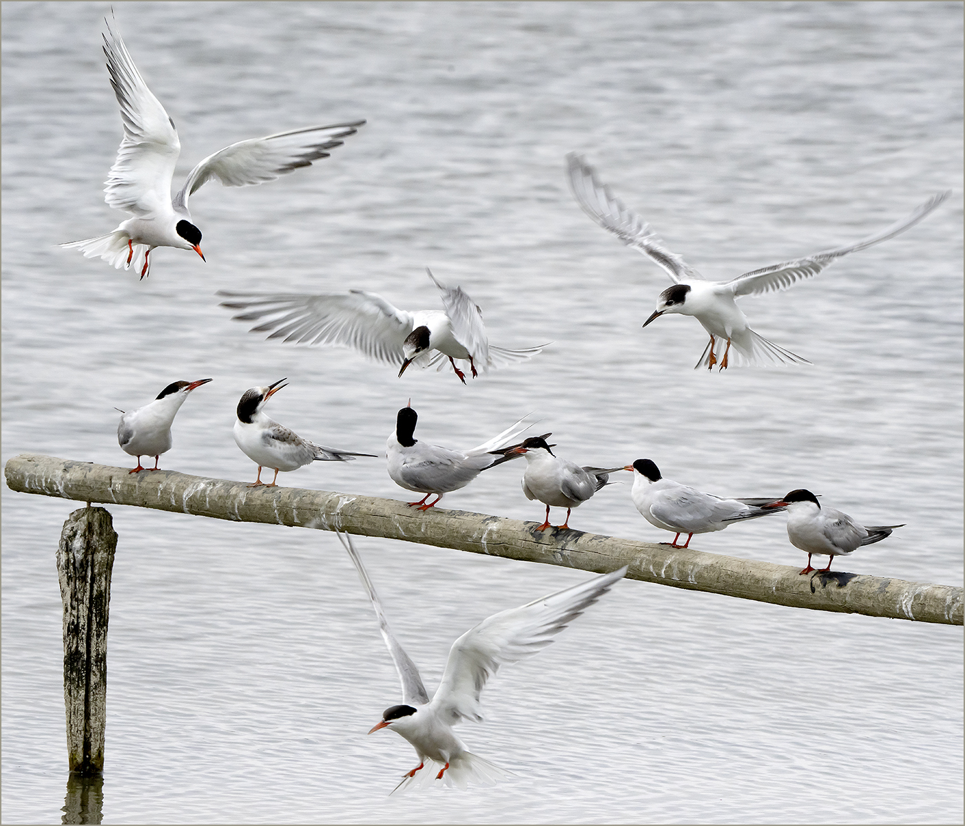 Artic Turns at Titchfield Haven Aug 2033 