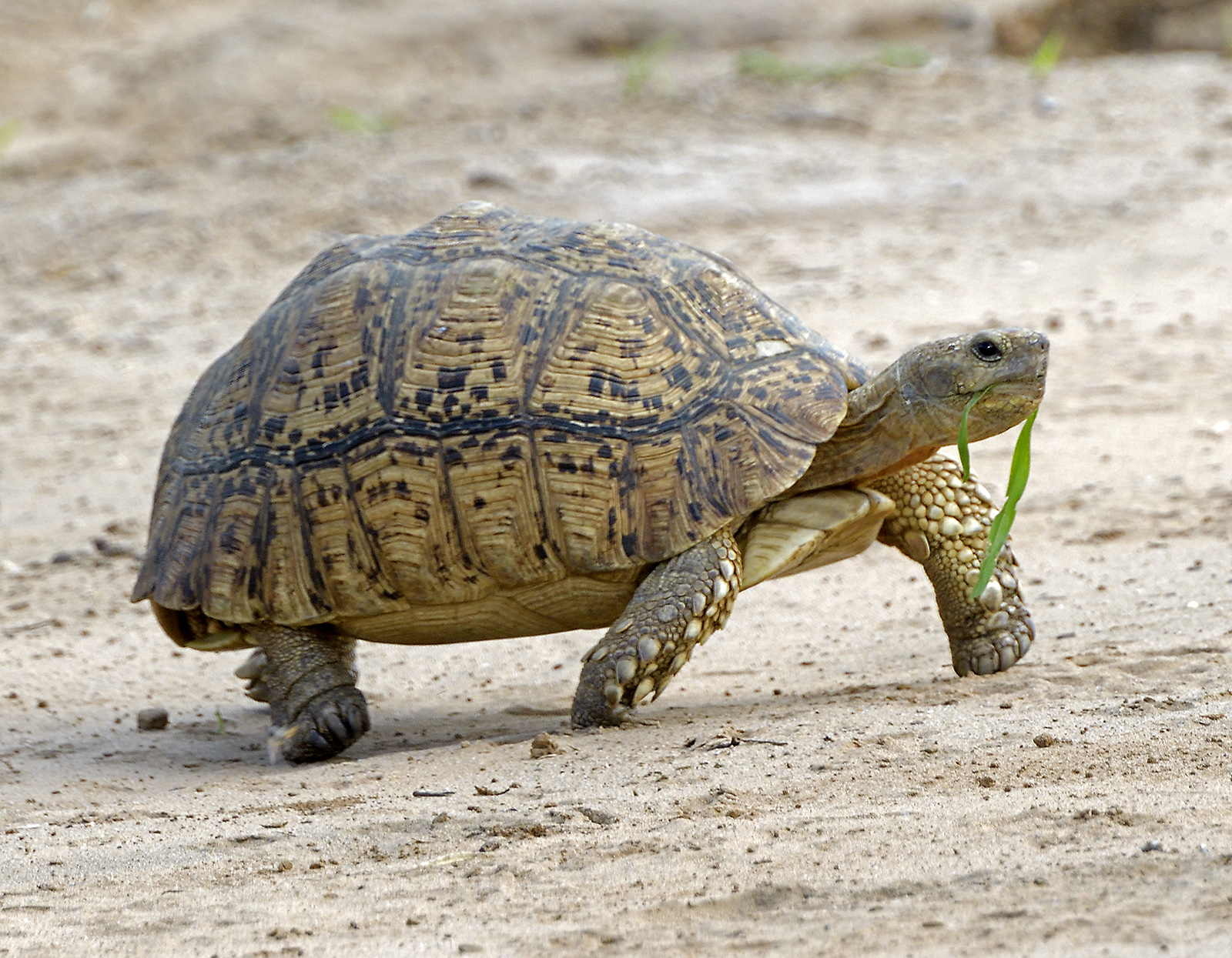 Tortoise in Samburu Reserve Kenya 