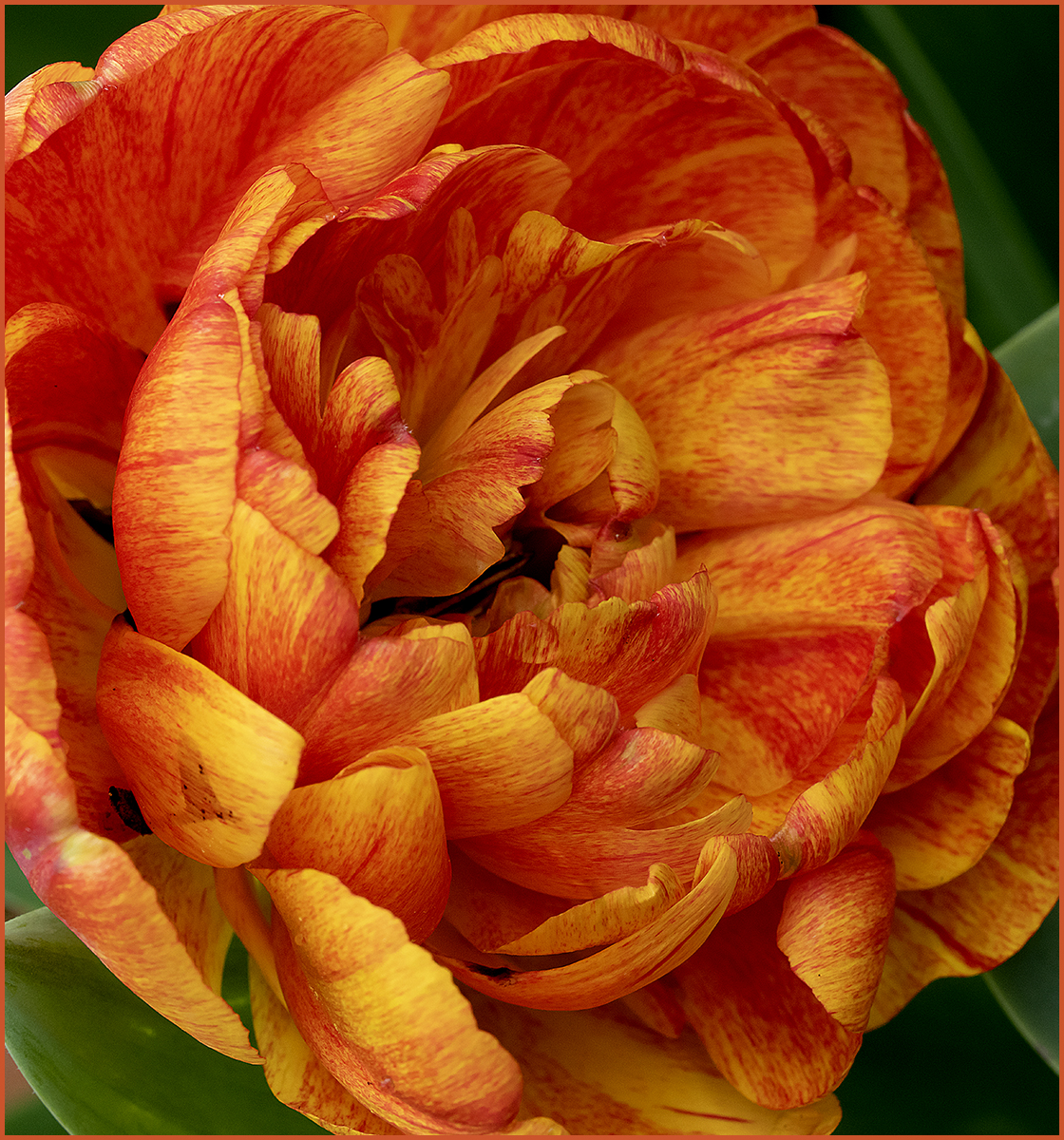 Tulip 