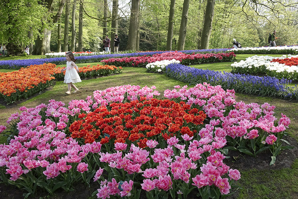 Keukenholf-Gardens Tulips Sony RX10 Digital Camera 