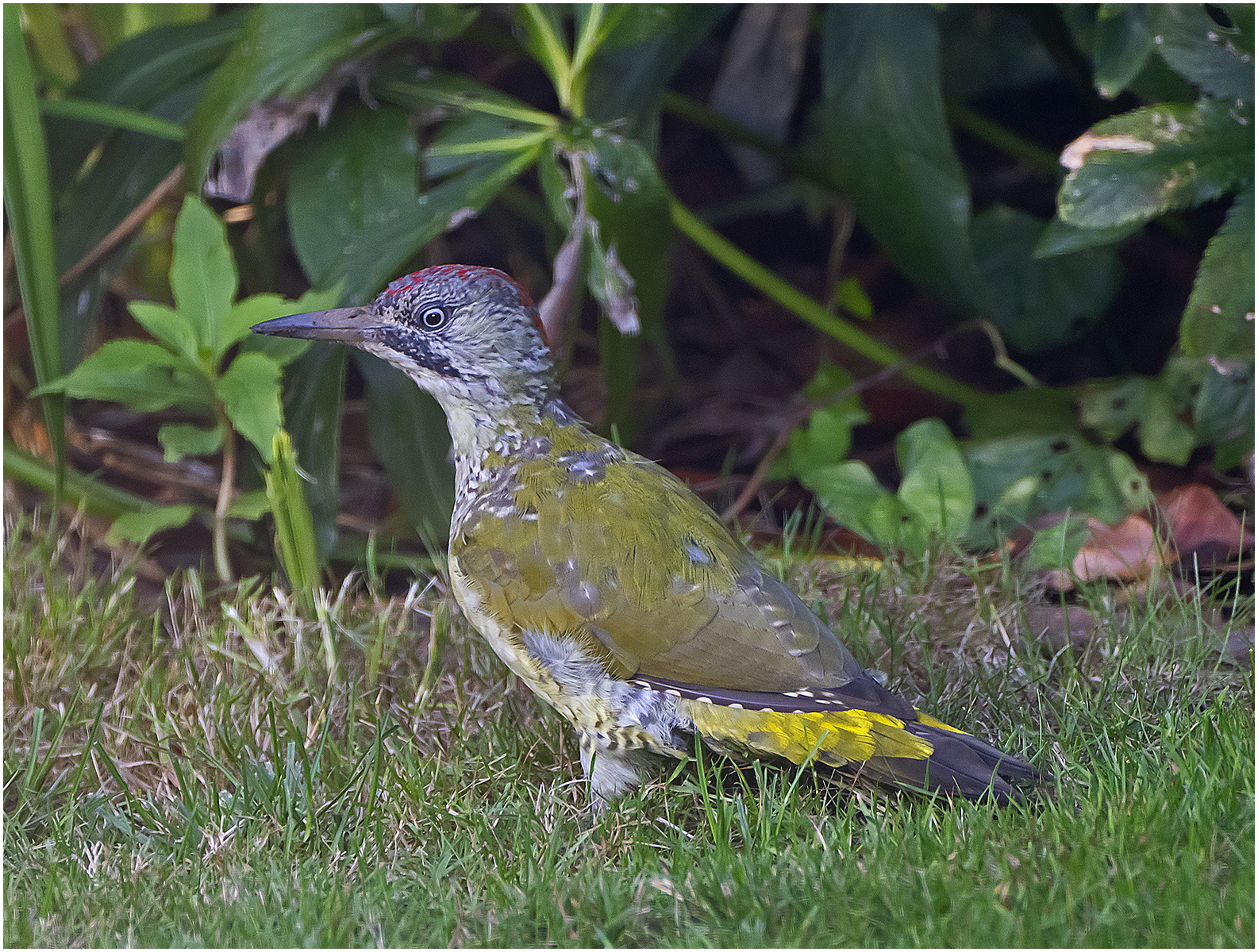 Green Woodpecker in our garden 