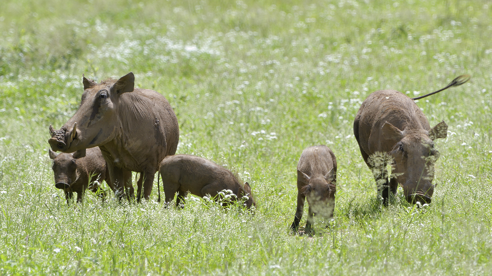 Warthogs 