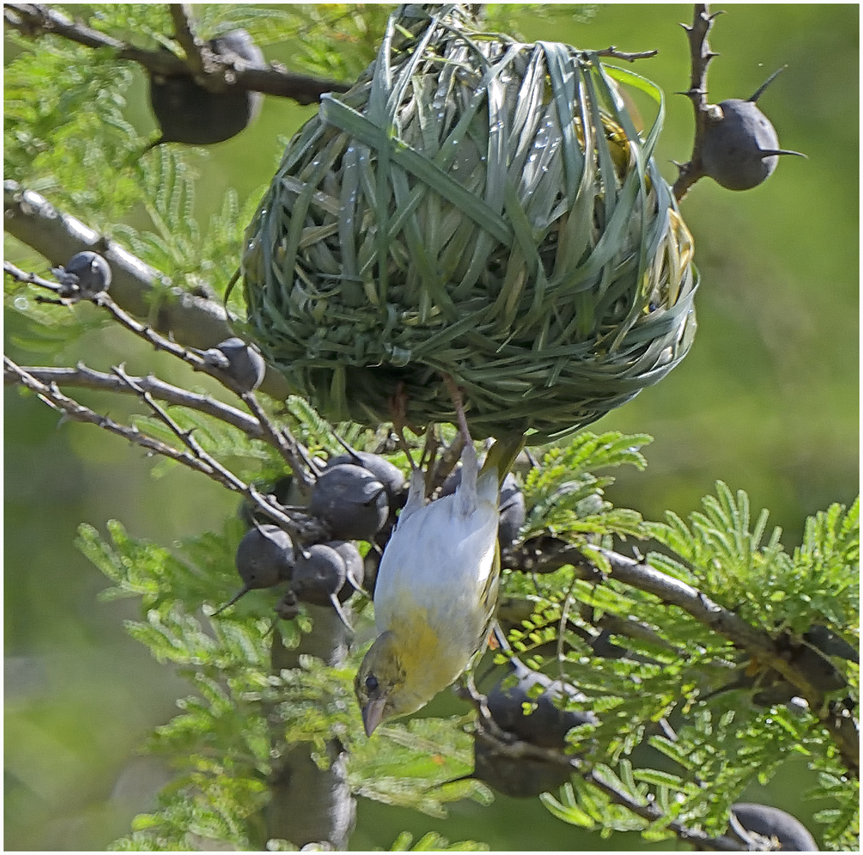 Weaver Bird with nest, Kenya 