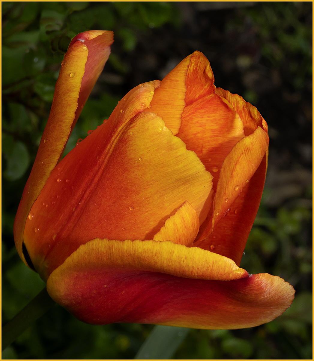 Tulip in the rain 