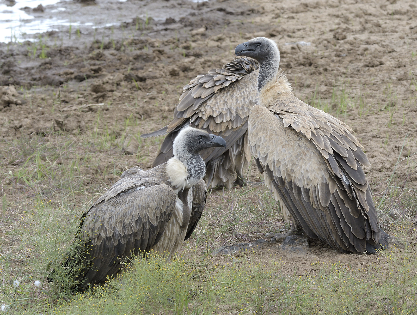 White-Backed Vultures Kenya 