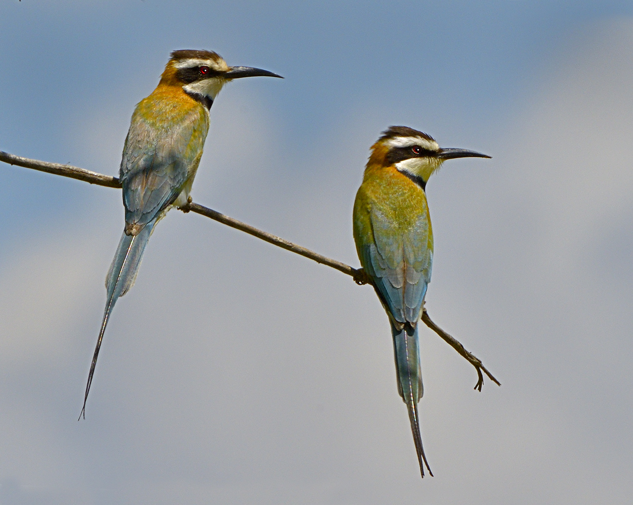 White-Throated Bee-Eater 