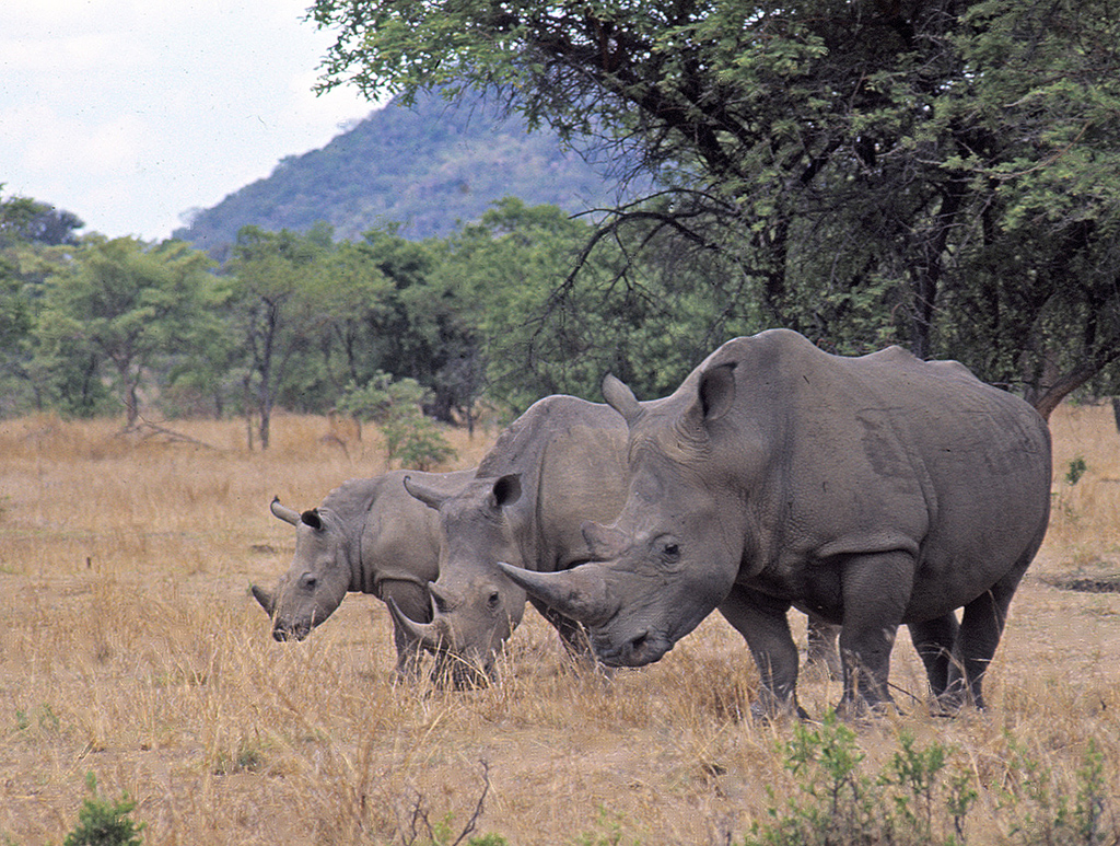 White Rhinos, Matopos, Rhodesia 1982 