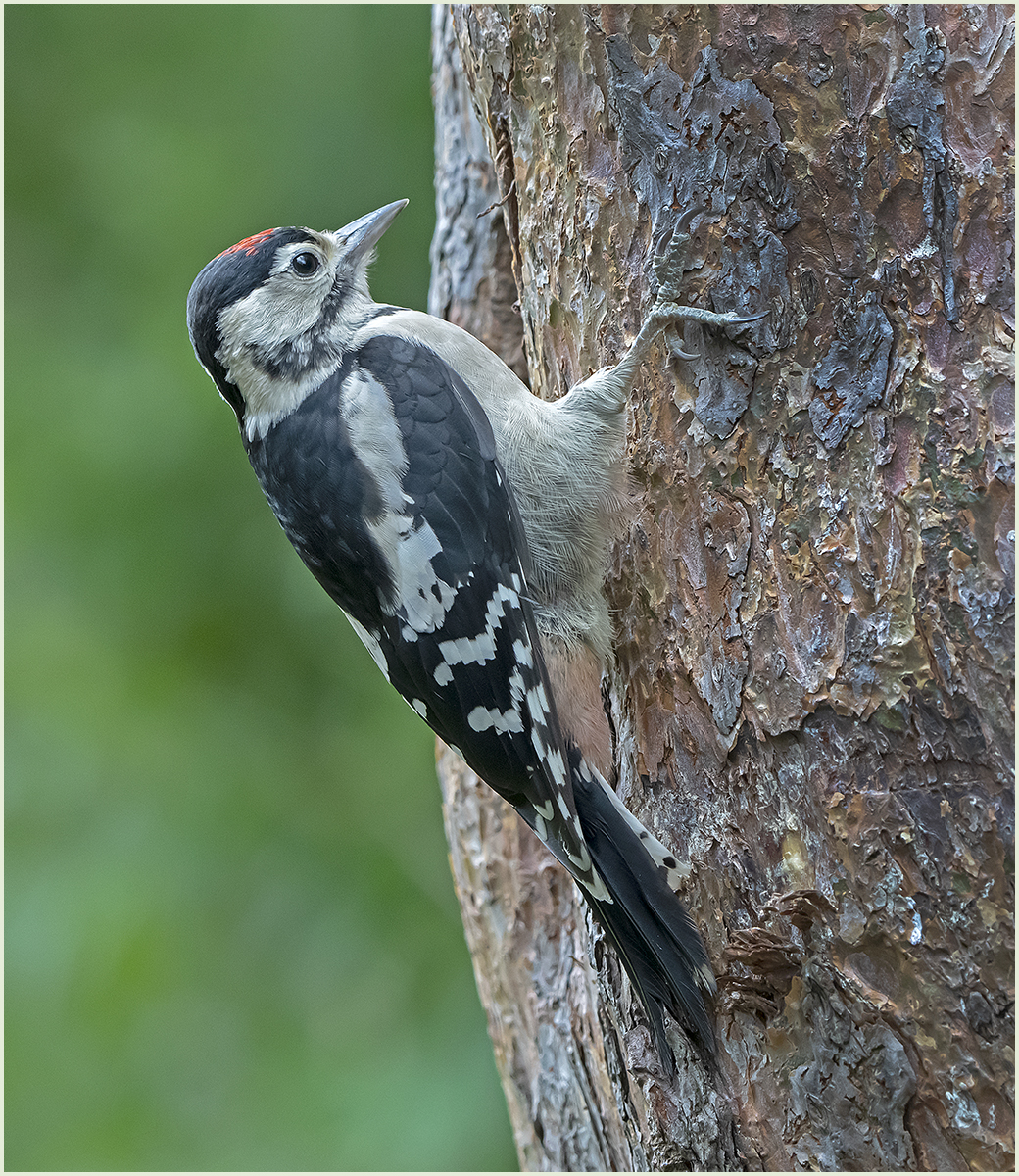 Gt Spotted Woodpecker 